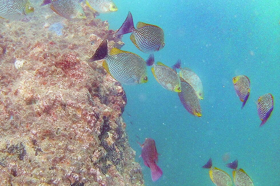 Snorkelen in Chumphon
