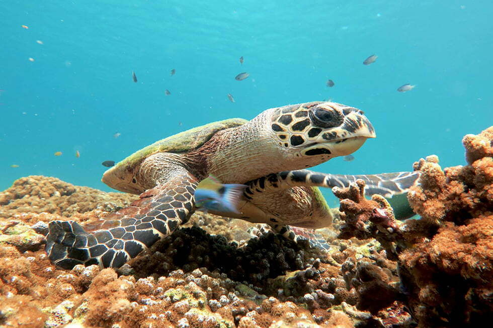 Calypso Diving op Koh Samui