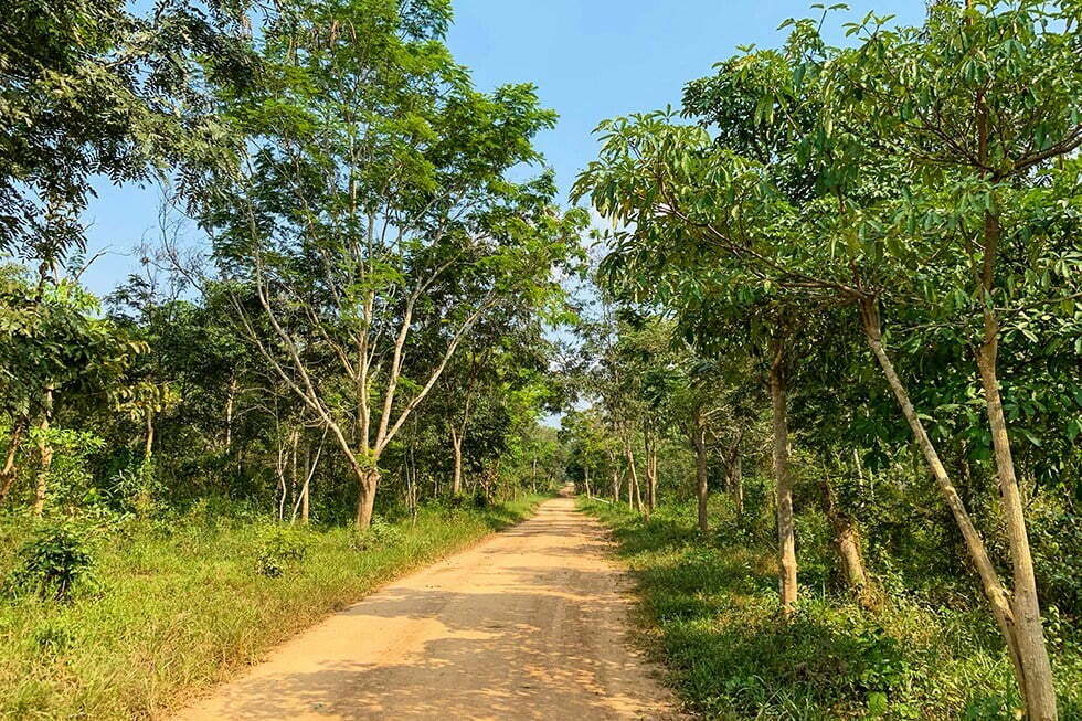 Kui Buri National Park - Olifant safari in Thailand