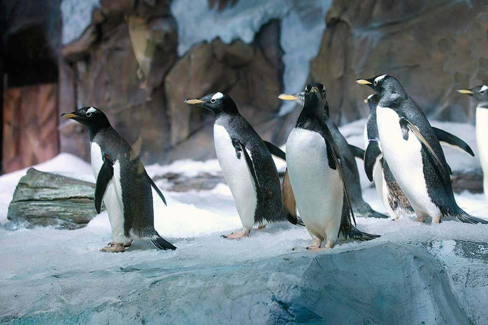 Pinguins Aquarium Bangkok